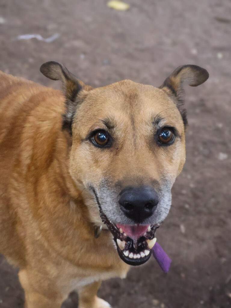 Liberados Asociación Civil
